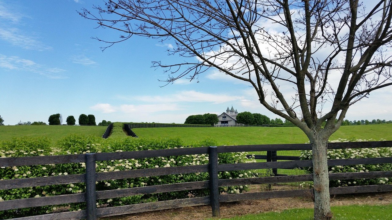 Horse farm outside Lexington, Kentucky — board fences and bluegrass pasture
